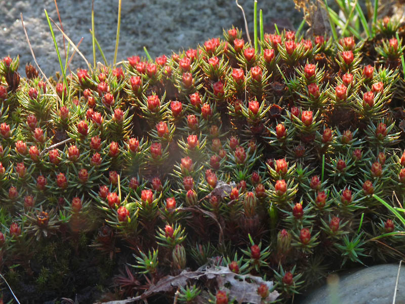 Un mazzo di rose rosse - Polytrichum juniperinum